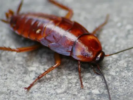 专业灭蟑螂服务