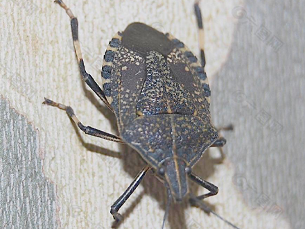 专业灭臭虫服务