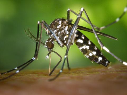 专业灭蚊子服务