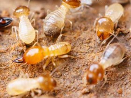 白蚁的种类和分布区域